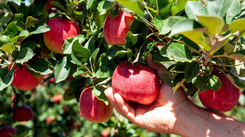Close-up of a hand grabbing a ripe red apple on a tree