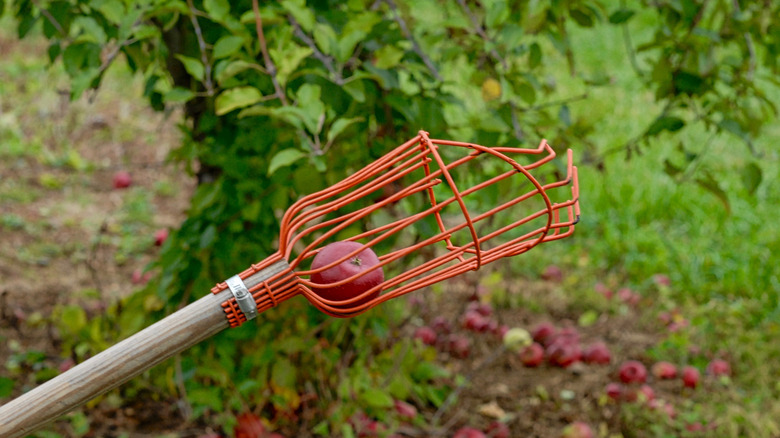 A metal basket with an apple inside on the end of a long wooden pole in an apple orchard