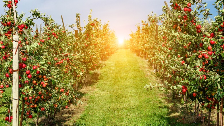 Early morning sunlight shining on green apples hanging from a tree branch