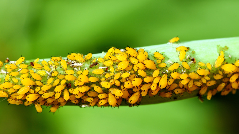 A large group of aphids on a pant stem showing a significant infestation