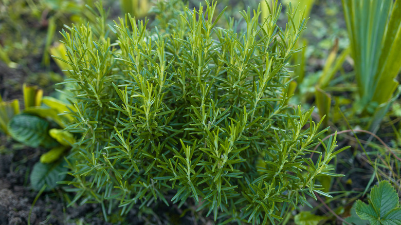 A rosemary bush shown in an open space where it will get a lot of sun