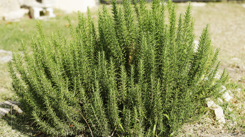 A large and healthy rosemary bush shown on its own in bright sunshine