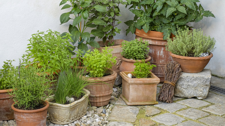 A wide selection of different herbs in pots, many of which make great rosemary companions