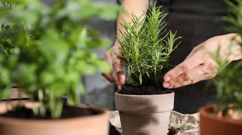 Close-up of a persons hands planting rosemary in planter