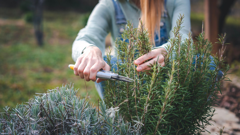 Person pruning rosemary bush with shears