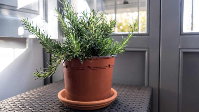 A small pot of rosemary shown indoors and protected from winter