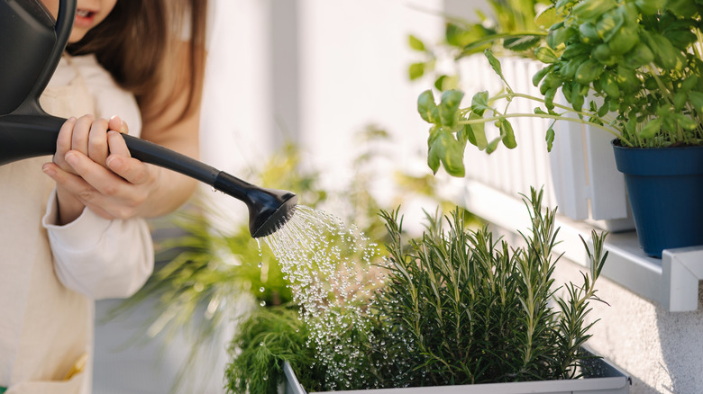 Girl watering rosemary plant in container