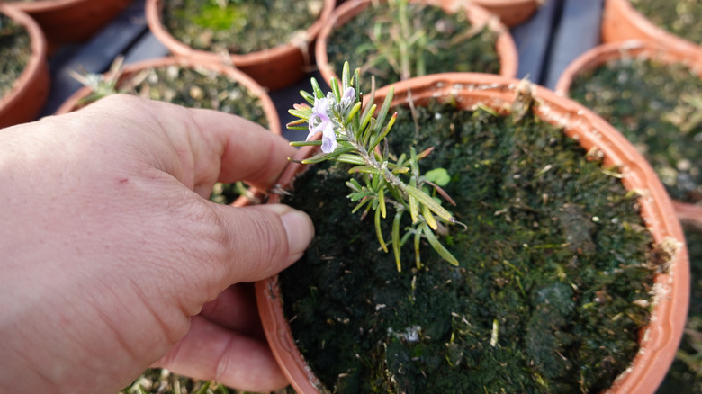 A freshly transplanted sprig of rosemary placed into a pot of soil