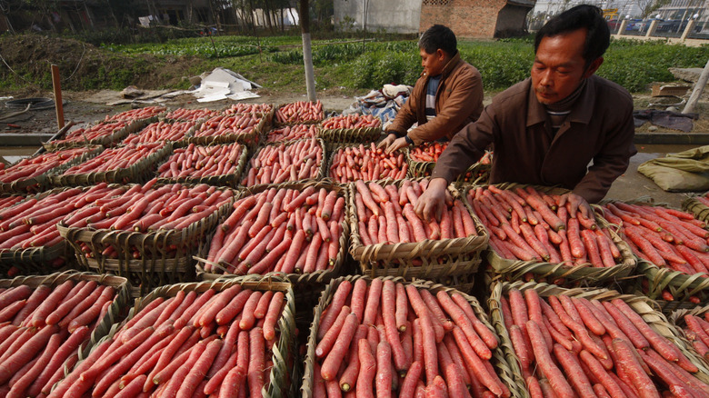 farmers in Sichuan packing a harvest of red carrots into baskets