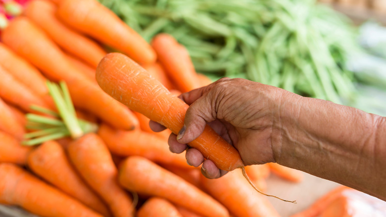 a hand picking a Danvers carrot from a display of loose carrots