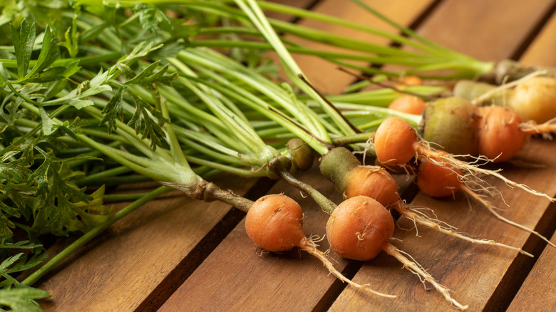 a small pile of round globe carrots with taproots and greens attached