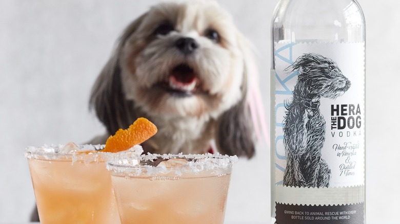 Hera the Dog vodka with cocktails and a dog in the background