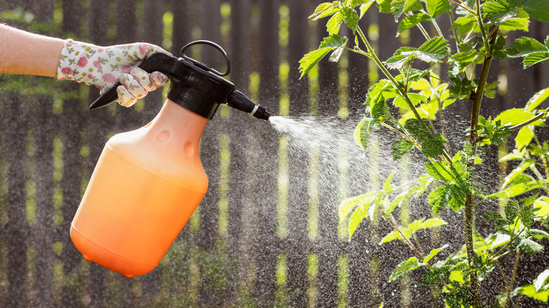 A gloved gardener using a spray bottle to cover a plant in a solution