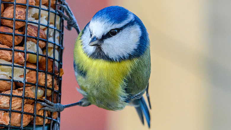 A blue tit bird perched clinging to a feeder while looking into the distance
