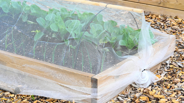 A garden bed covered in netting to prevent the intrusion of pests
