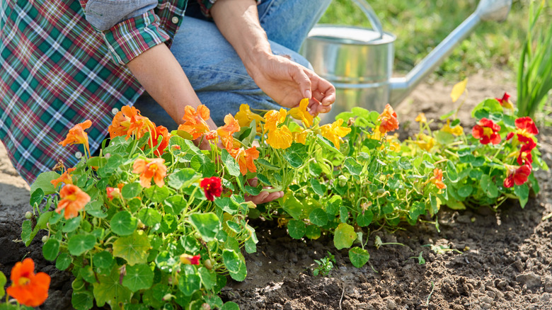 A gardener planting a row of nasturtium plants, which are an excellent companion plant