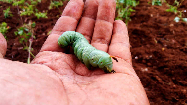 A closeup of a tomato hornworm shown in the palm of someone's hand