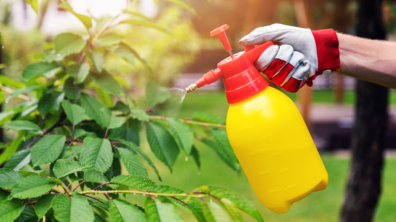 A gardener using a red and yellow spray bottle on a plant to wet its leaves