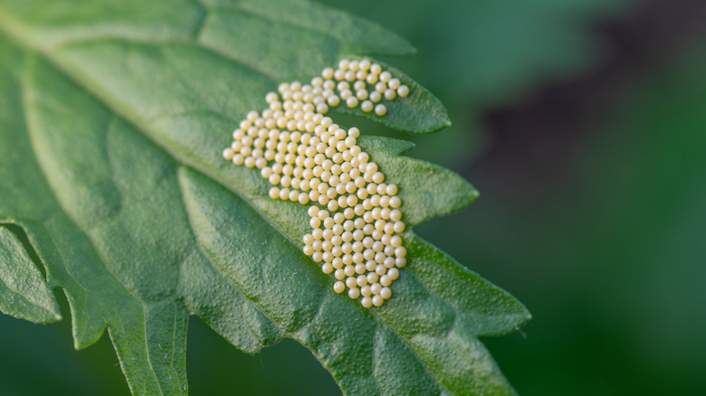 A clutch of caterpillar eggs shown on a leaf