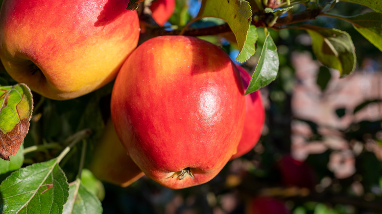 Two Braeburn apples hanging on a tree.