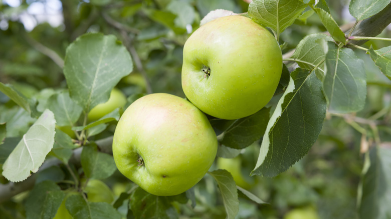 Two Bramley apples hanging from a tree.