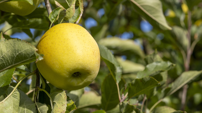 A Golden Delicious apple hanging on a tree.