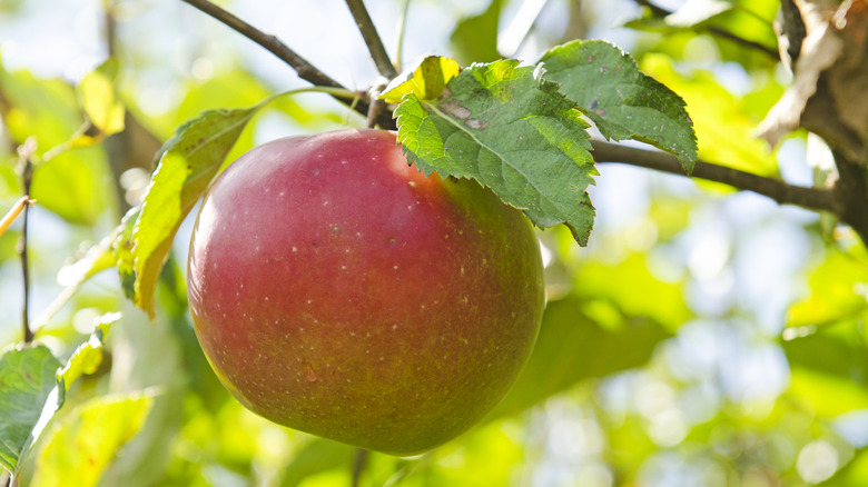 A Gravenstein apple hanging from a tree.