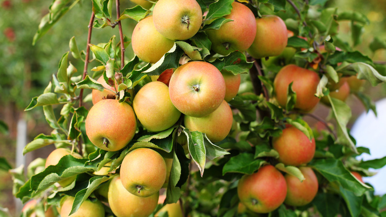 Many Jonagold apples hanging on a tree.