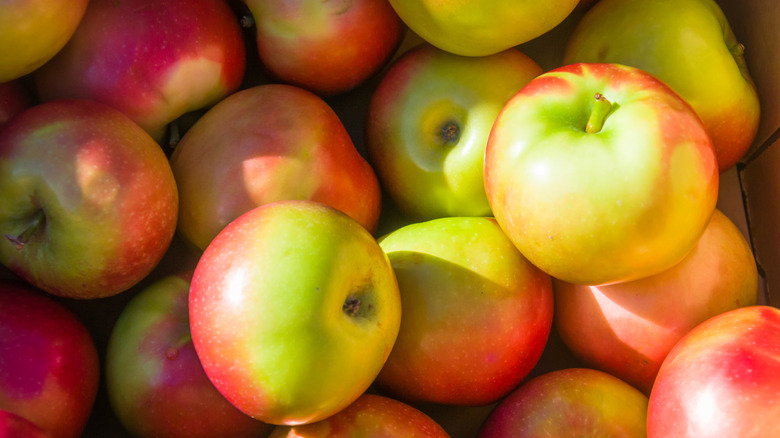 Many McIntosh apples in a box dappled in sunlight.