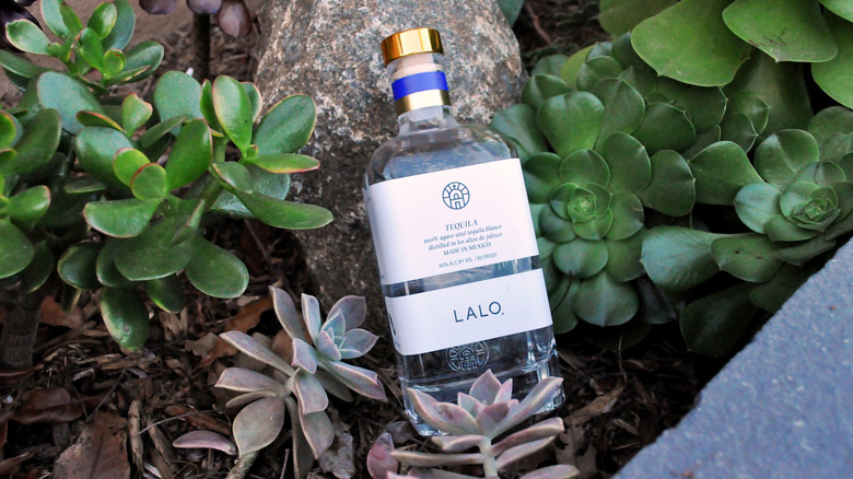 Bottle of Lalo surrounded by succulents