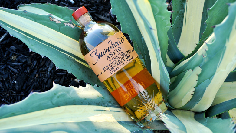 Bottle of Suavecito Anejo on agave plant