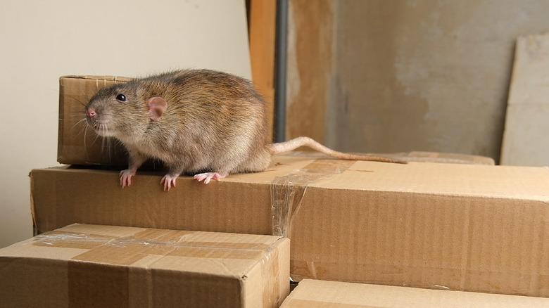 Gray rat on brown corrugated cardboard packaging boxes