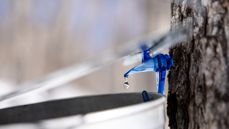 Droplet of sap flowing from maple tree into a pail at sugar shack, Quebec, Canada
