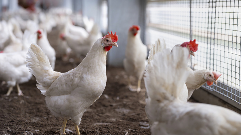 White chickens in a pen