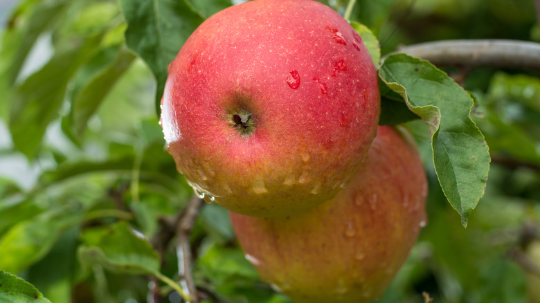 Braeburn apples hanging on tree with leaves