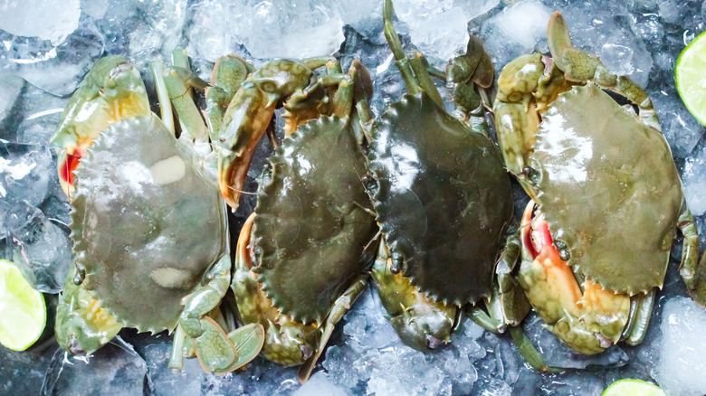 Live crabs on ice