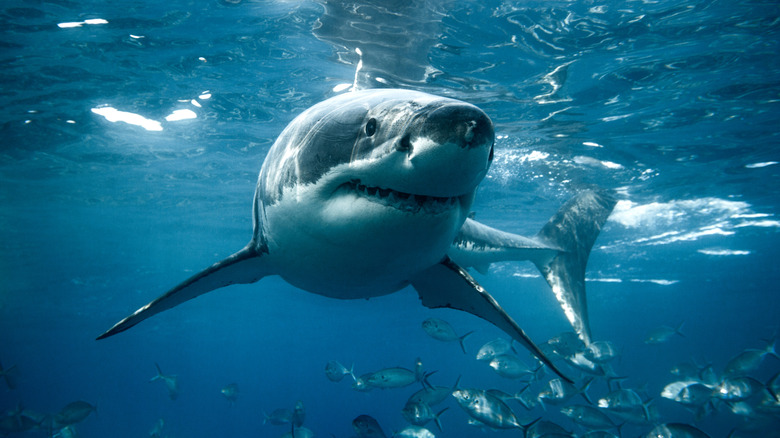 Great white shark in the ocean