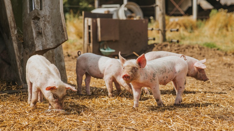 happy juvenile pigs outdoors in the sunshine, on a small farm