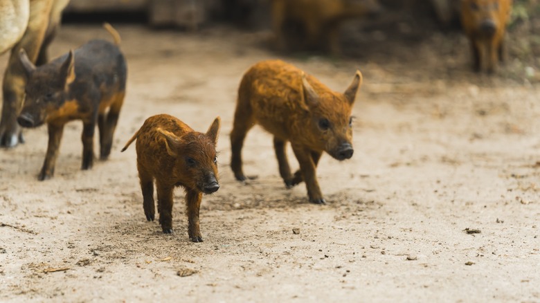 fuzzy-furred young Mangalica (Mangalitsa, Mangalitza) piglets, a heritage Hungarian breed, walking through a farm yard