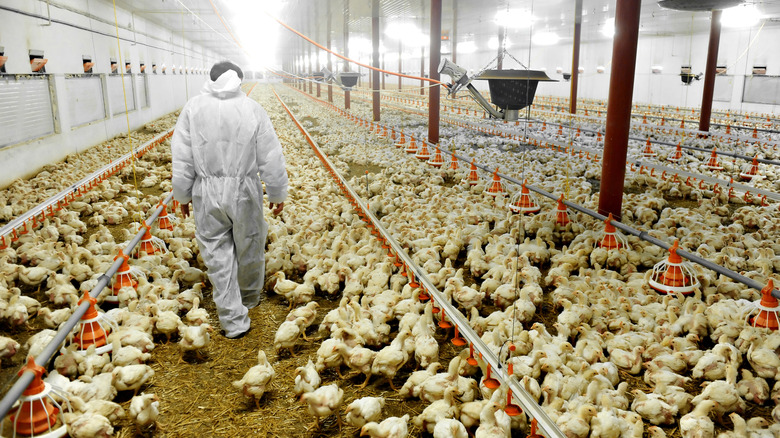 Person in overalls walks inside poultry farm