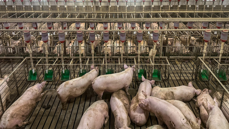 pigs in an Indoor industrial hog farm