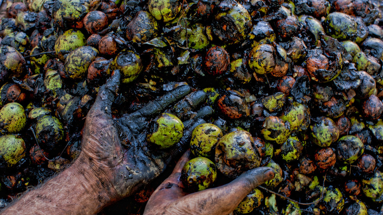 Person crushing walnuts and breaking green husks
