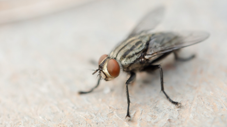 Fly up close on white surface