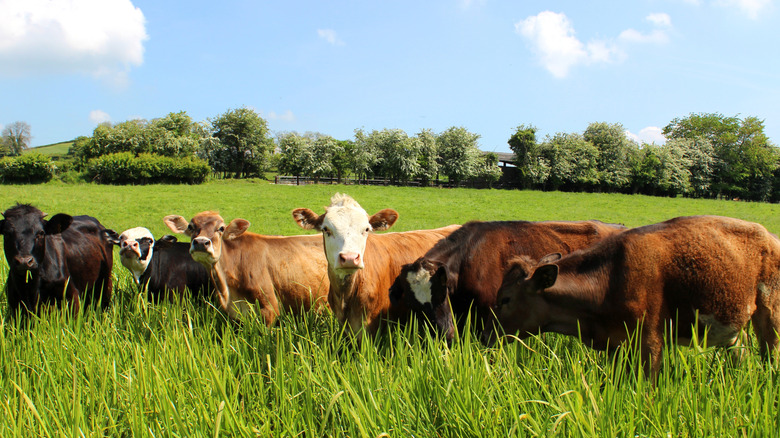 Half a dozen cattle in green pastures with blue skies.