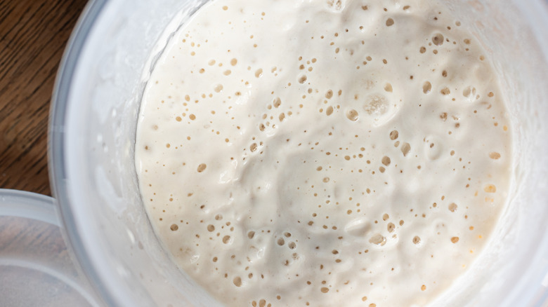Top-down shot of large container of active starter