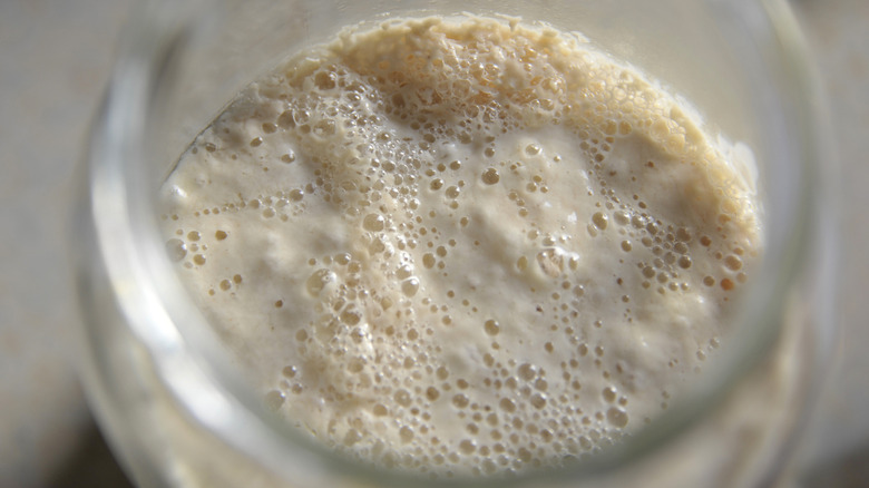 Close-up of bubbling sourdough starter in jar