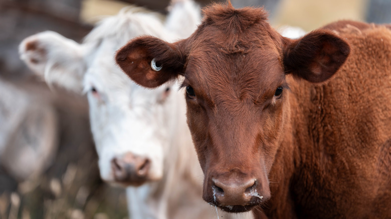 Two cows, one white and one brown, stand with another cow in blurry focus in the background