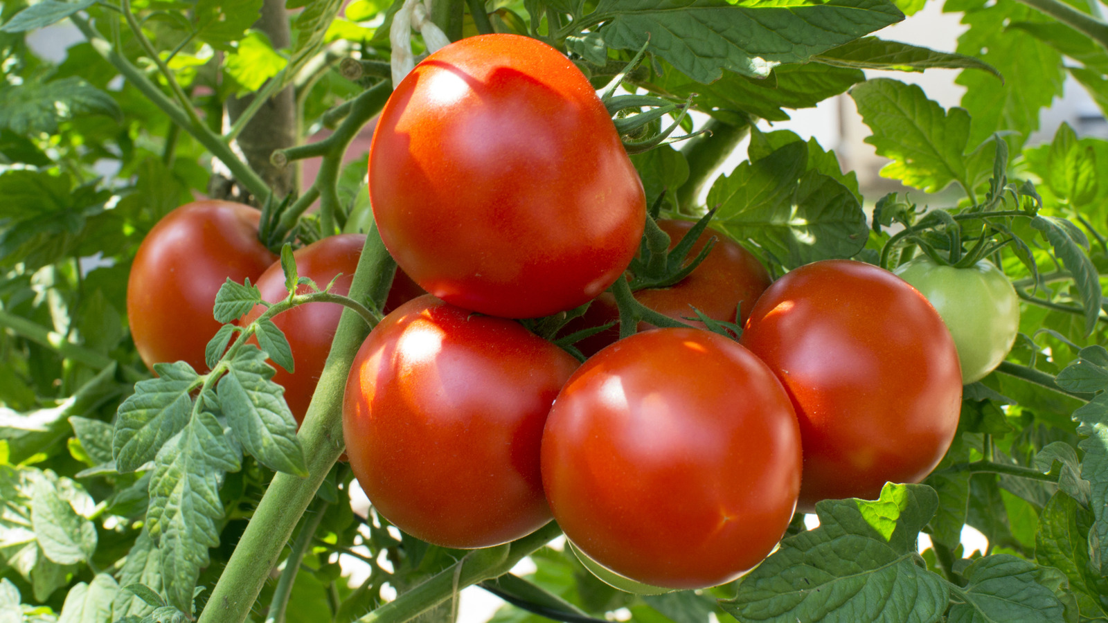 A Better Way To Fertilize Tomato Plants Is Hiding In Your Fridge, Not Your Coffee Maker