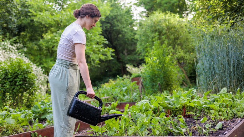 A woman stands in a garden, watering a vegetable patch with a watering can