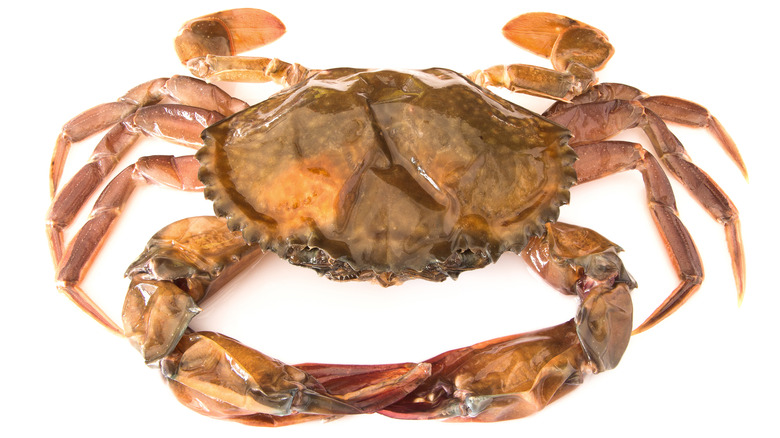 A fresh soft-shell crab
